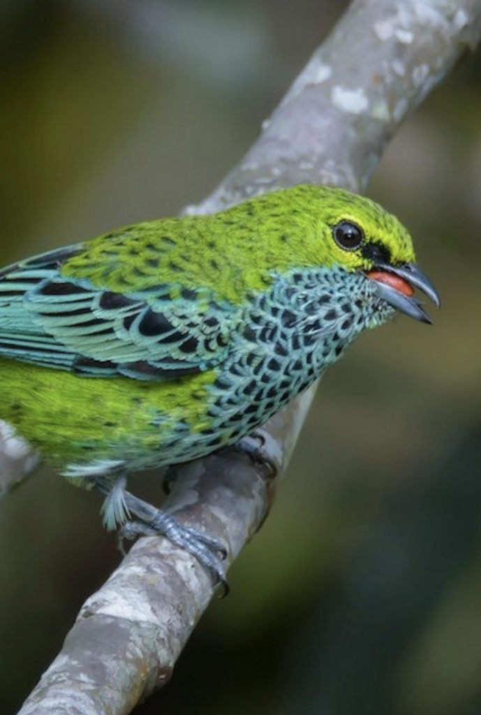 Colombia: Líder mundial en avistamiento de aves